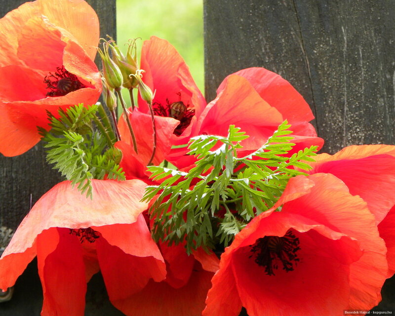 Red Poppy Flowers — Natural, Spring, Photograph, Green Leaves