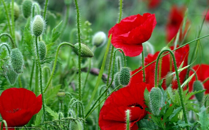 Red Poppy Flowers — Natural, Spring, Photograph, Green Stems, Buds