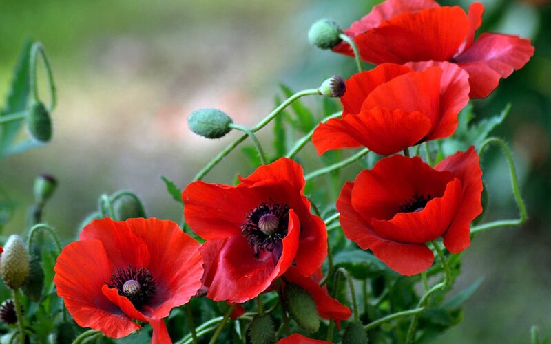 Red Poppy Flowers — Natural, Spring, Photograph, Green Stems, Flower Buds