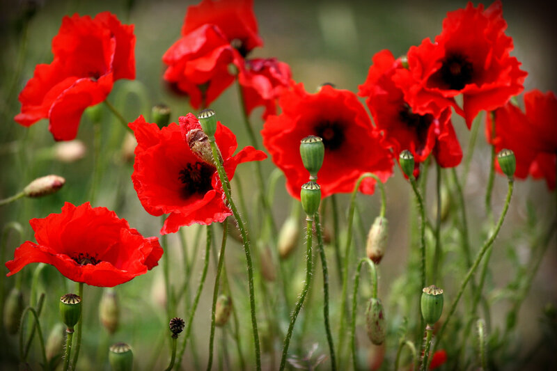 Red Poppy Flowers — Natural, Spring, Photograph
