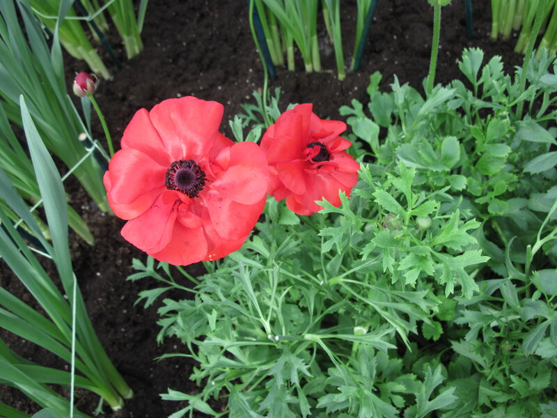 Red Poppy Flowers — Natural, Spring