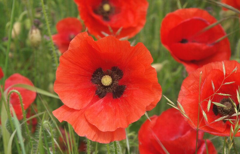 Red Poppy Flowers — Natural, Summer