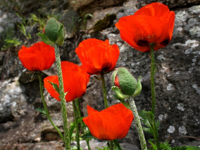 Red Poppy Flowers — Natural