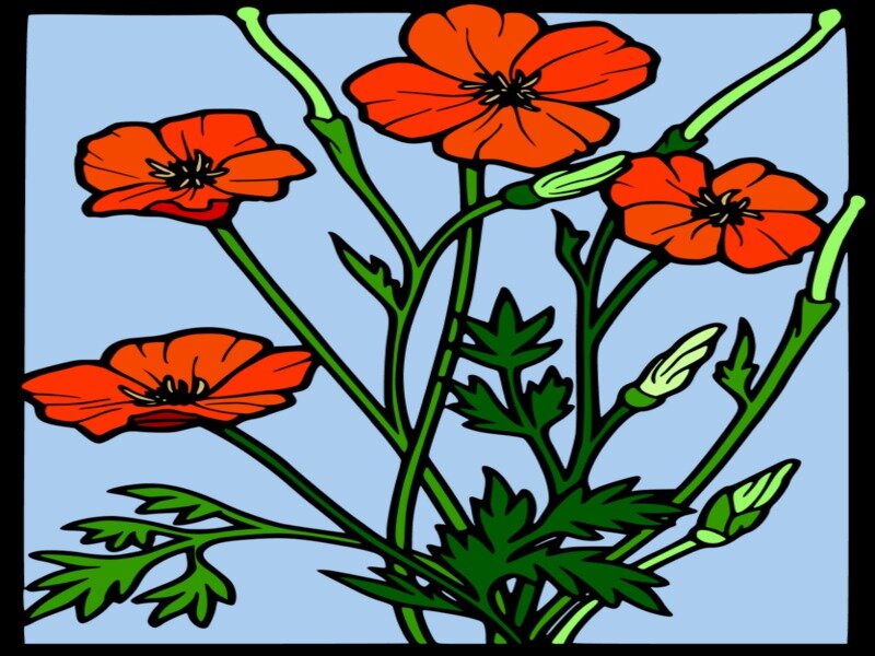 Red Poppy Flowers — Orange, Calm