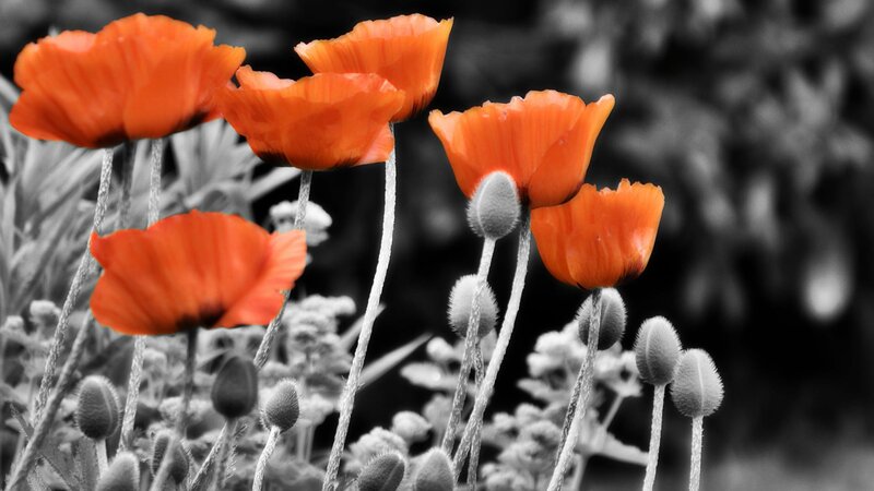 Red Poppy Flowers — Orange, Dramatic, Photograph