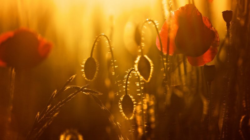 Red Poppy Flowers — Orange, Dramatic, Sunset