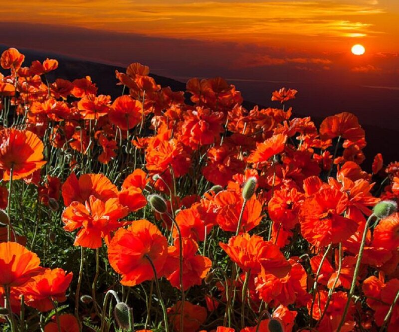 Red Poppy Flowers — Orange, Dramatic