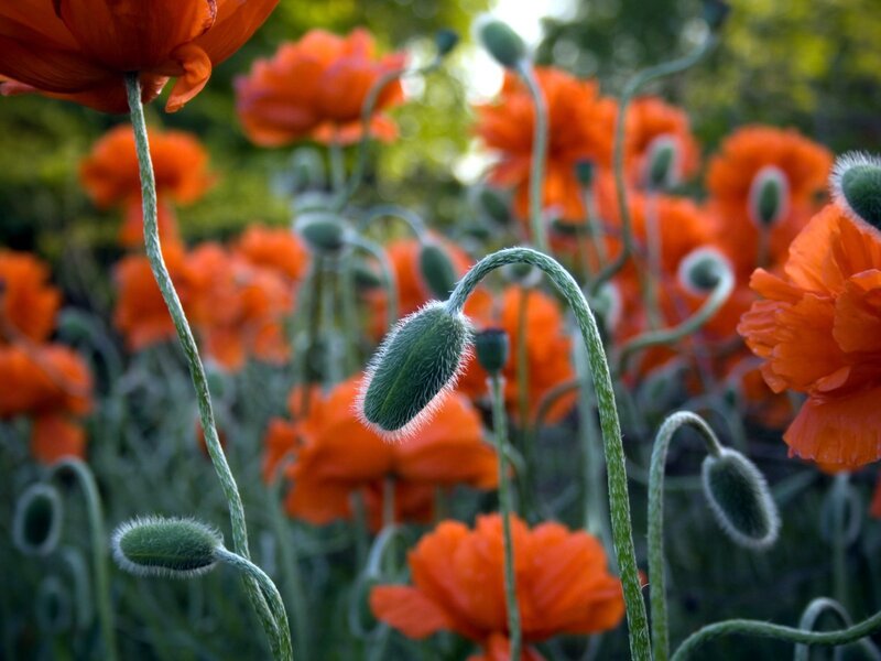 Red Poppy Flowers — Orange, Serene, Afternoon, Photograph, Buds