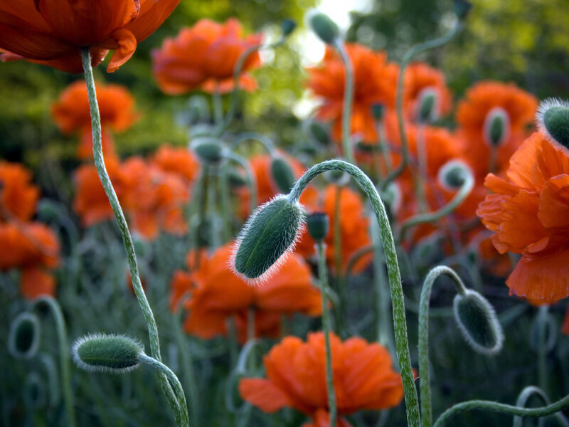 Red Poppy Flowers — Orange, Serene, Afternoon