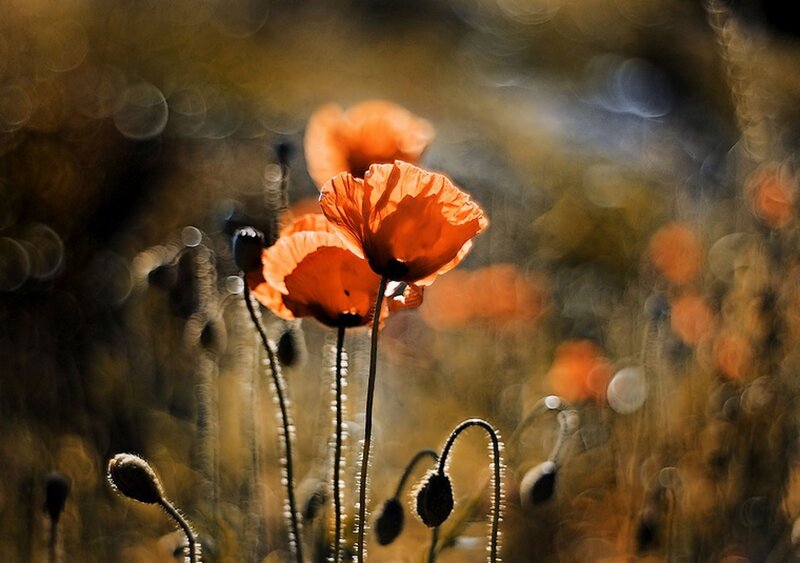 Red Poppy Flowers — Orange, Serene, Sunset