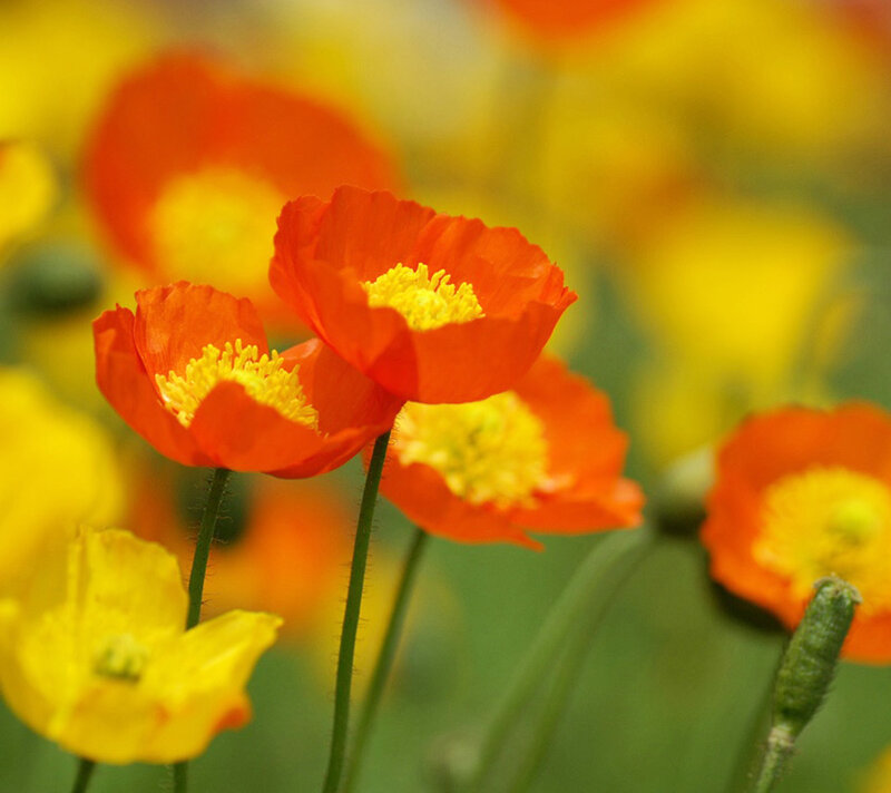 Red Poppy Flowers — Orange, Serene