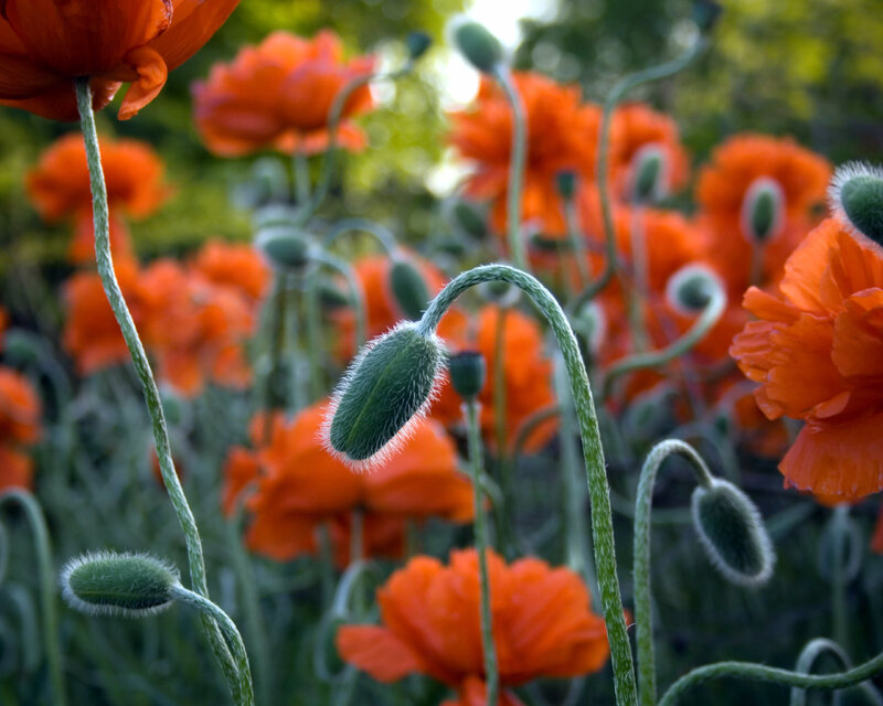 Red Poppy Flowers — Orange