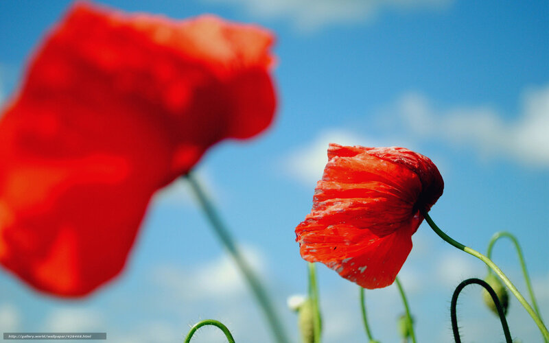 Red Poppy Flowers — Serene, Afternoon, Photograph, Blue Sky, Clouds