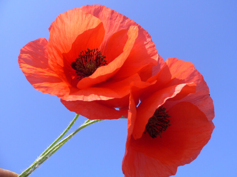Red Poppy Flowers — Serene, Afternoon, Photograph, Blue Sky, Green Stems, Blue