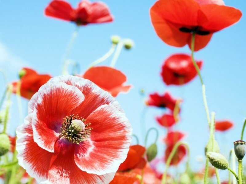 Red Poppy Flowers — Serene, Afternoon, Photograph, Blue Sky