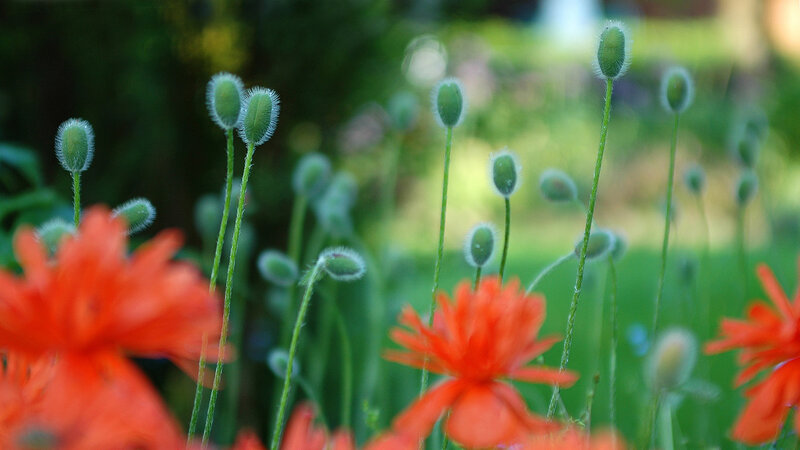 Red Poppy Flowers — Serene, Afternoon, Photograph, Buds, Stems