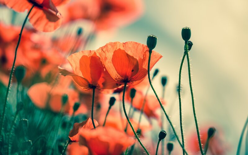 Red Poppy Flowers — Serene, Afternoon, Photograph, Buds