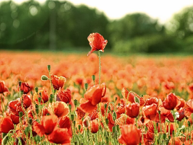 Red Poppy Flowers — Serene, Afternoon, Photograph, Field, Greenery
