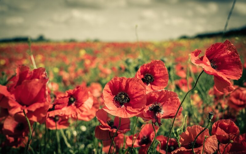 Red Poppy Flowers — Serene, Afternoon, Photograph, Field, Sky