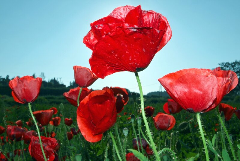 Red Poppy Flowers — Serene, Afternoon, Photograph, Field