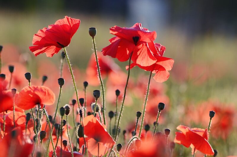 Red Poppy Flowers — Serene, Afternoon, Photograph, Flower Buds