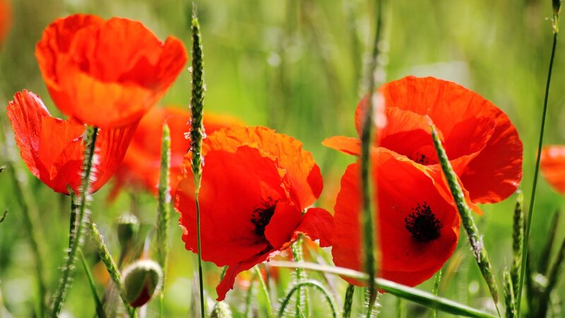 Red Poppy Flowers — Serene, Afternoon, Photograph, Grass, Green Field, Buds
