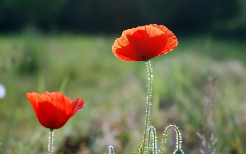 Red Poppy Flowers — Serene, Afternoon, Photograph, Grass