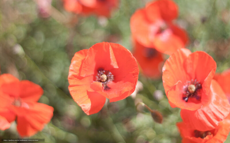 Red Poppy Flowers — Serene, Afternoon, Photograph, Green Foliage, Sunlight