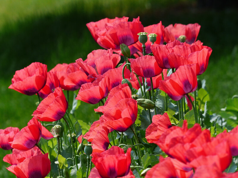 Red Poppy Flowers — Serene, Afternoon, Photograph, Green Leaves, Flower Buds