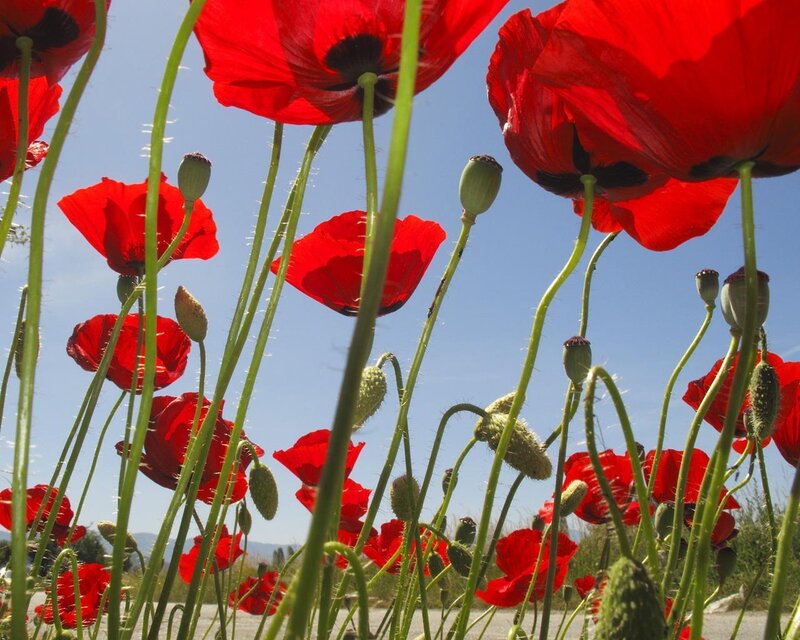 Red Poppy Flowers — Serene, Afternoon, Photograph, Green Stems, Blue Sky, Flower Buds