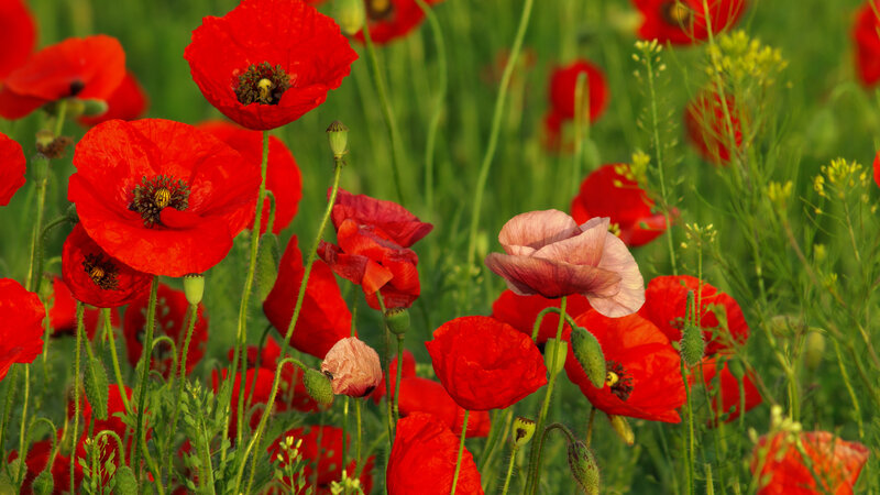 Red Poppy Flowers — Serene, Afternoon, Photograph, Green Stems, Buds, Yellow Flowers