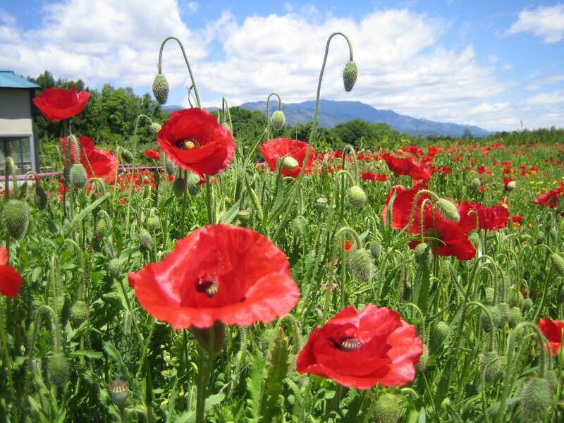 Red Poppy Flowers — Serene, Afternoon, Photograph, Mountains