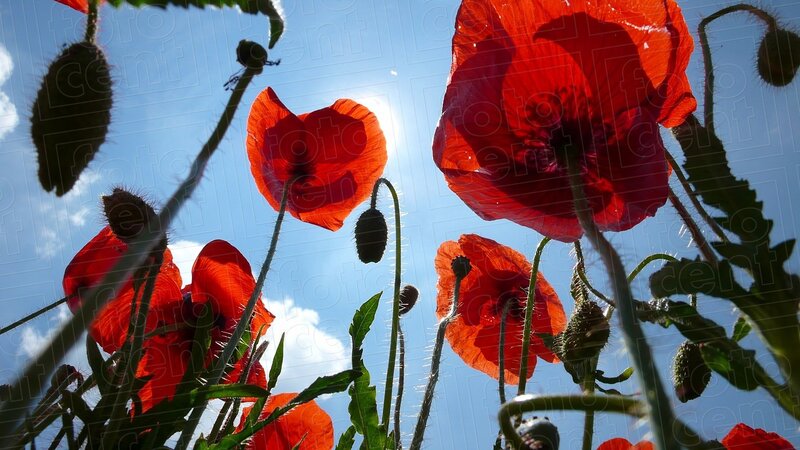 Red Poppy Flowers — Serene, Afternoon, Photograph, Sky, Clouds, Buds