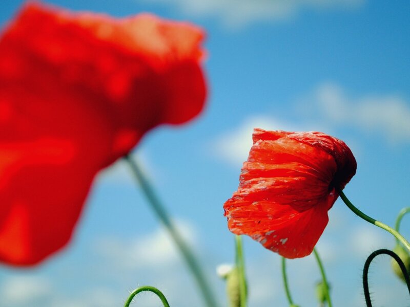 Red Poppy Flowers — Serene, Afternoon, Photograph, Sky, Clouds