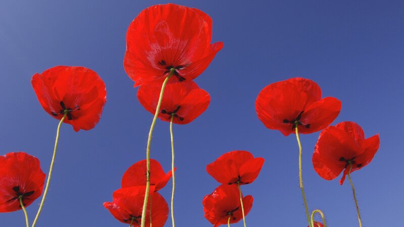 Red Poppy Flowers — Serene, Afternoon, Photograph, Sky, Stems, Blue