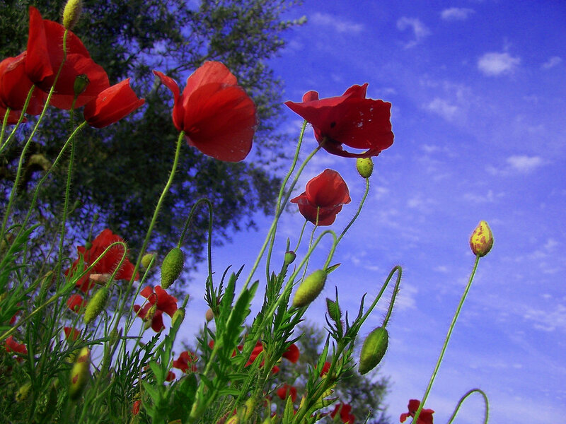 Red Poppy Flowers — Serene, Afternoon, Photograph, Sky