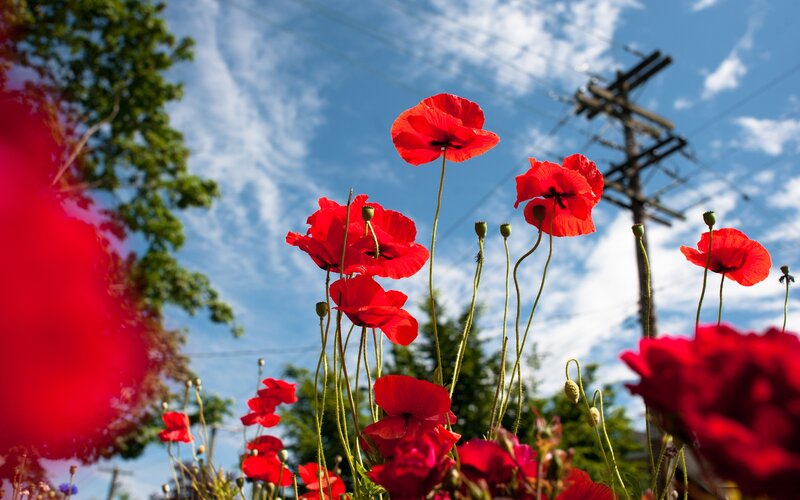 Red Poppy Flowers — Serene, Afternoon, Photograph, Sky, Trees