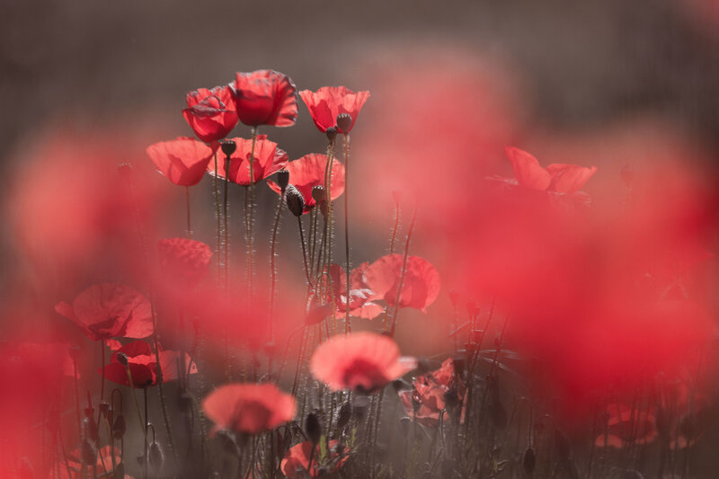 Red Poppy Flowers — Serene, Afternoon, Photograph, Stems