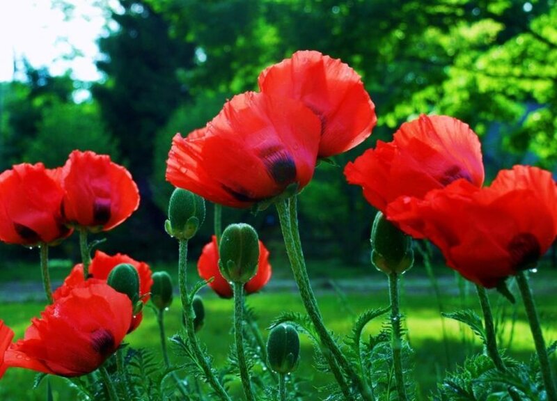 Red Poppy Flowers — Serene, Afternoon