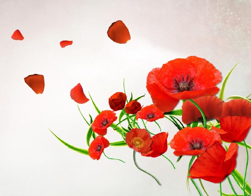 Red Poppy Flowers — Serene, Digital Art, Petals