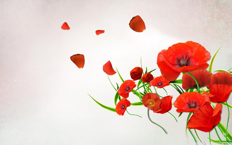 Red Poppy Flowers — Serene, Digital Art
