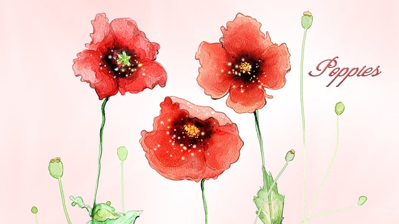 Red Poppy Flowers — Serene, Illustration