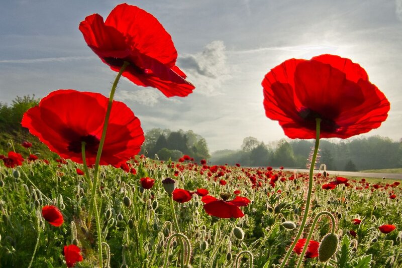 Red Poppy Flowers — Serene, Morning, Photograph, Field