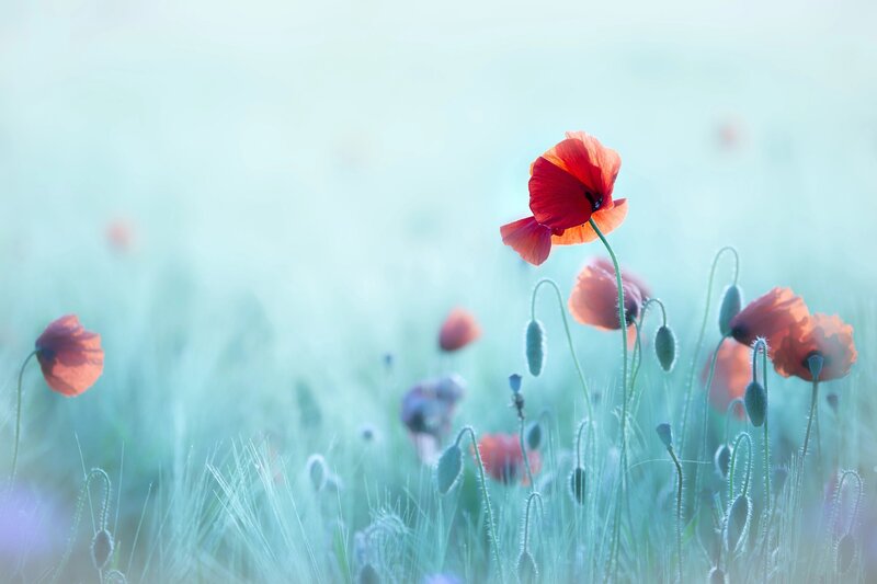 Red Poppy Flowers — Serene, Morning, Photograph, Grass