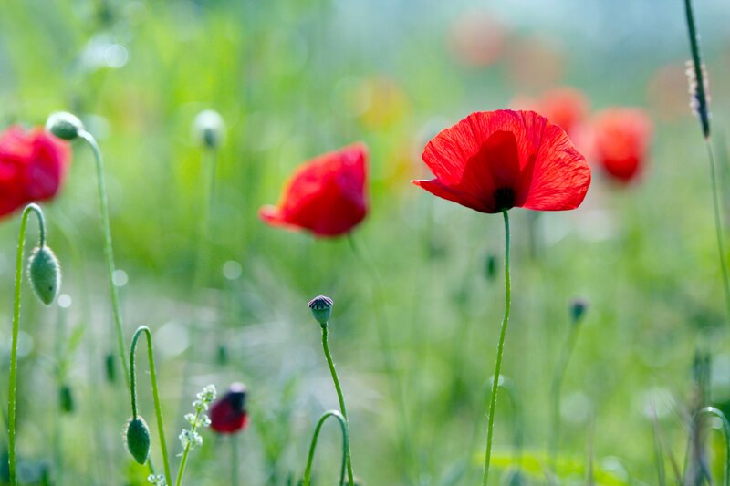 Red Poppy Flowers — Serene, Morning