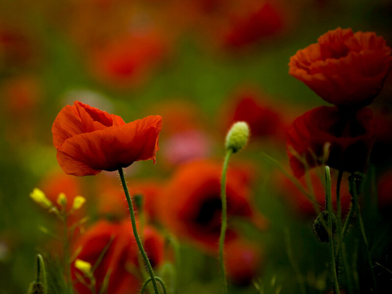 Red Poppy Flowers — Serene, Photograph, Green Stems
