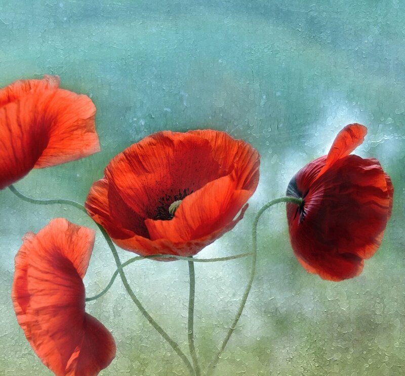 Red Poppy Flowers — Serene, Photograph, Stems, Background
