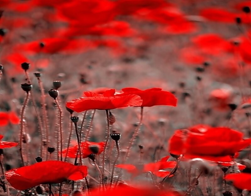Red Poppy Flowers — Serene, Photograph, Stems, Seed Pods