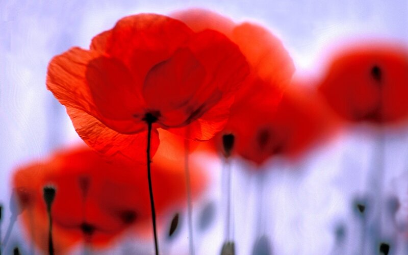 Red Poppy Flowers — Serene, Photograph, Stems