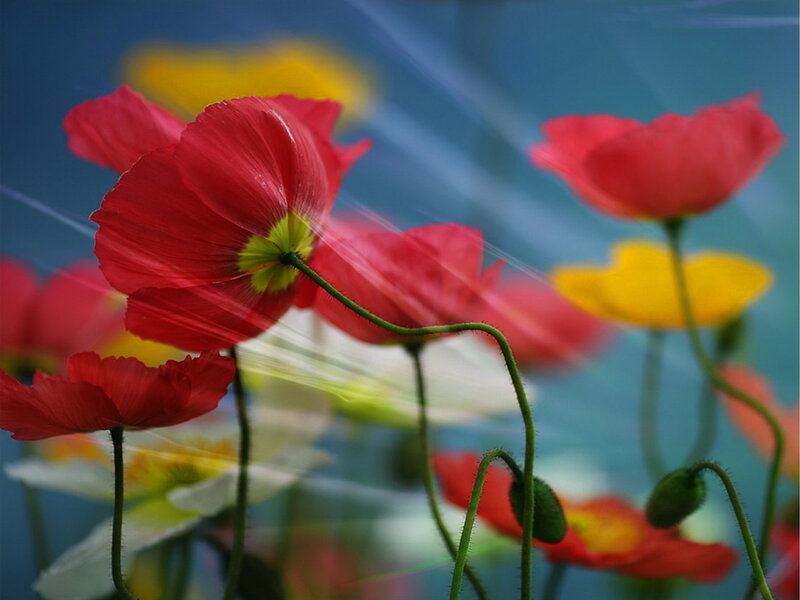 Red Poppy Flowers — Serene, Photograph